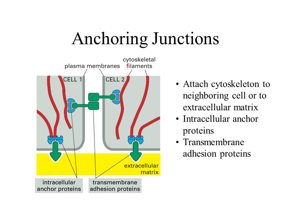 <p>Mechanically attaches adjacent cells to each other or to the basement membrane.</p>
