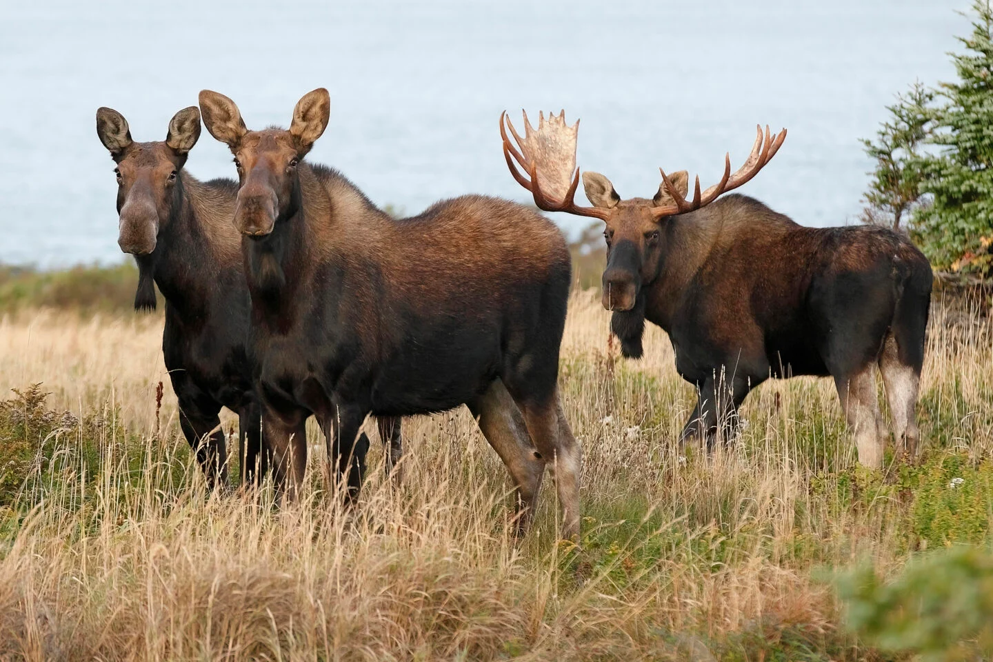 <ul><li><p>moose</p></li><li><p>dark brown coat</p></li><li><p>males have broad antlers</p></li><li><p>large</p></li></ul><p></p>