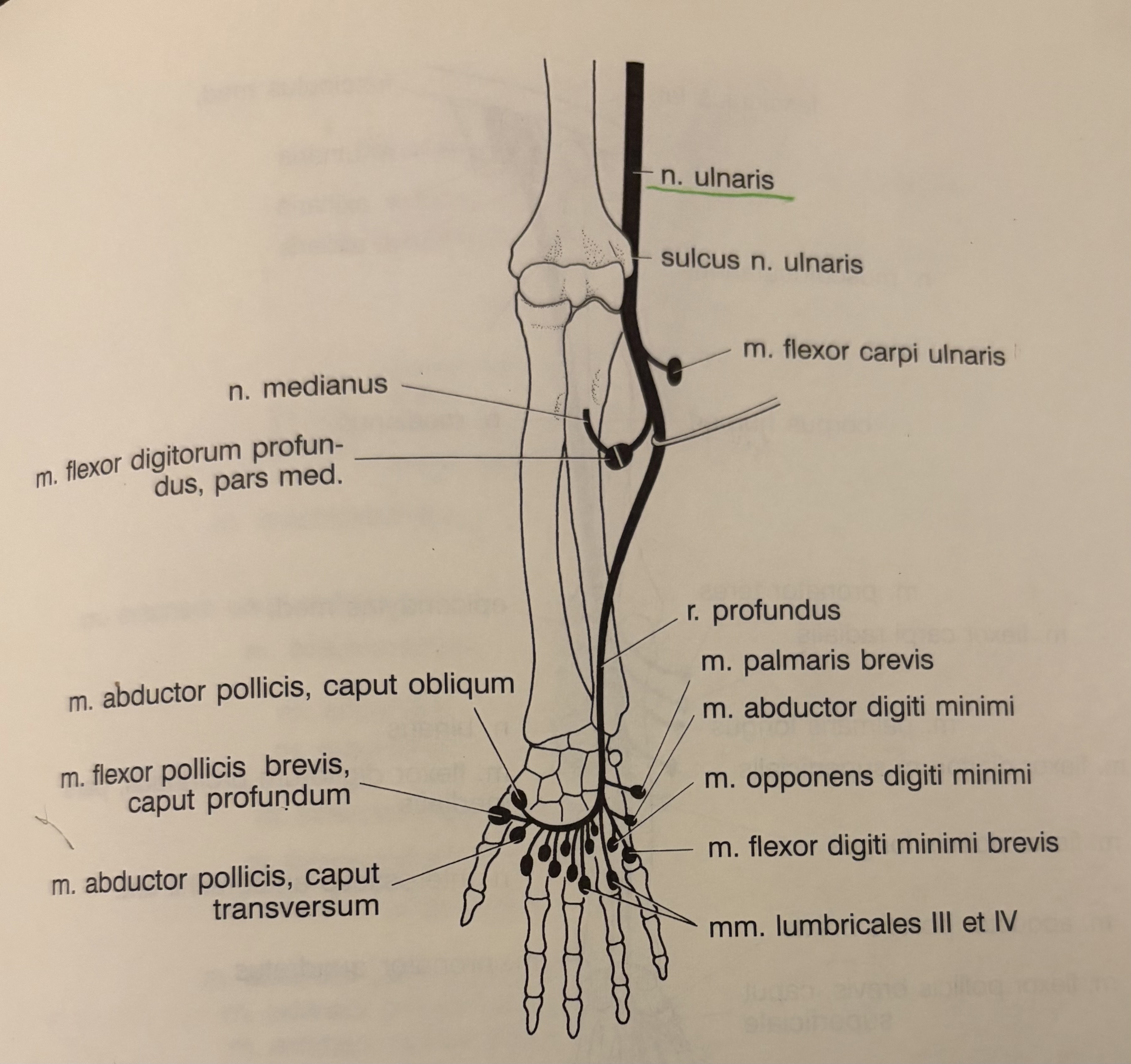 <p>Alkuninis nevas</p>