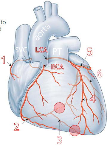 <p>Emerges at anterior/right base of aorta, runs to the right in the atrioventricular sulcus, around to posterior surface.</p>