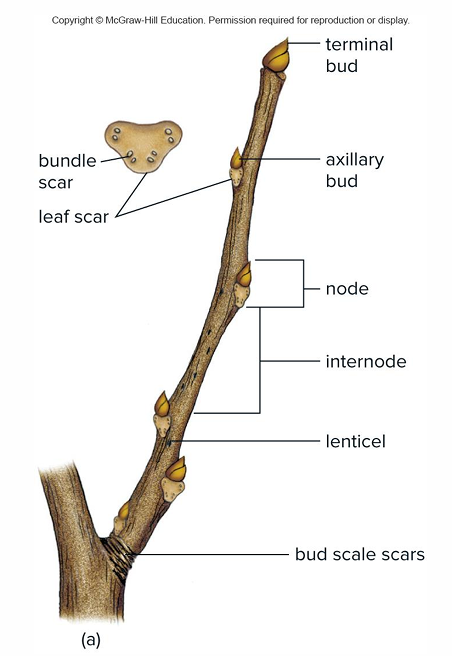 <p>After leaves fall, have dormant axillary buds with leaf scars below</p>