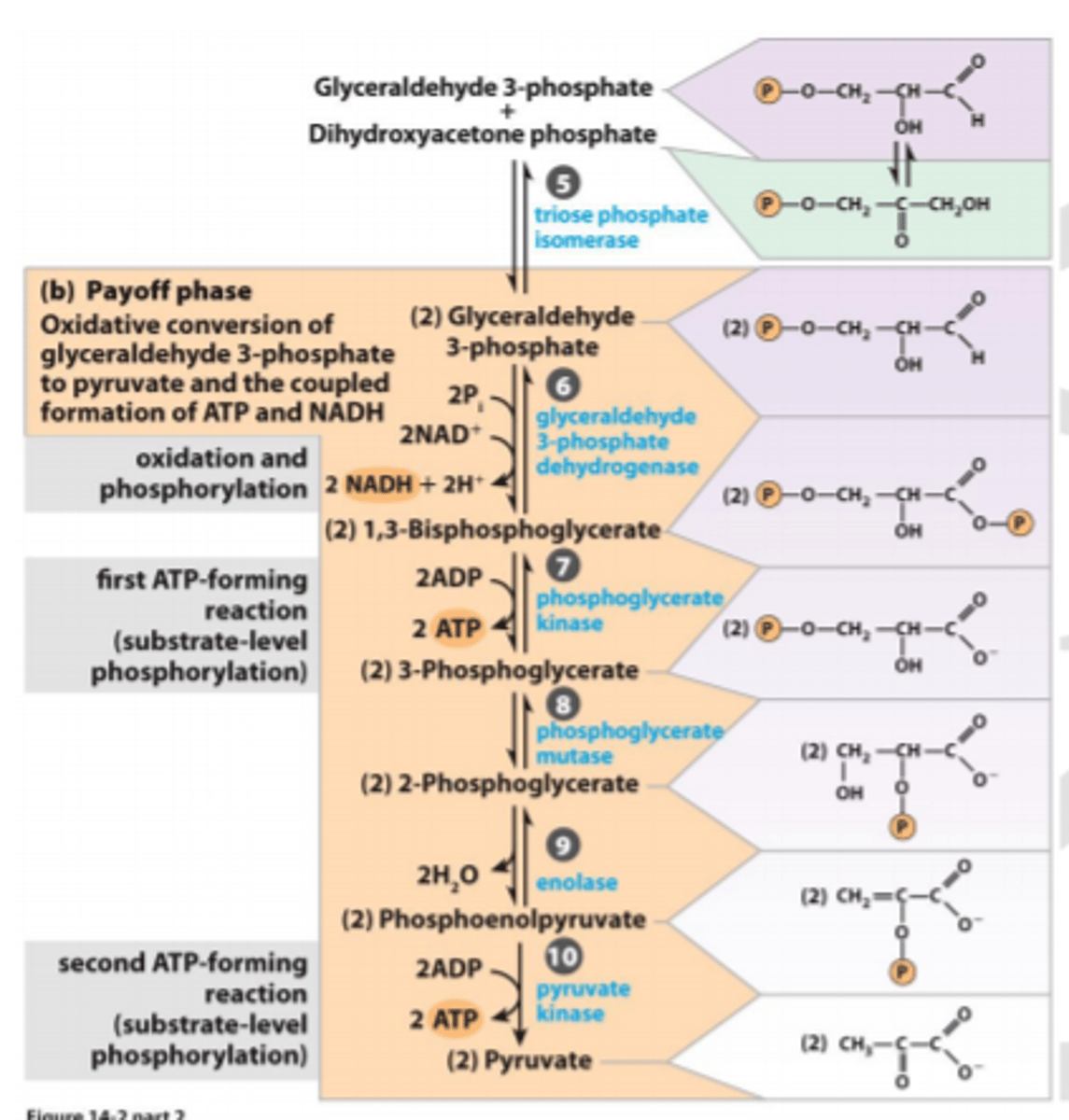<p>Gliceraldehīda 3- fosfāta oksidēšana par piruvātu un ATF un NADH+H+ veidošana:</p><p>• 1 oksidēšanas / fosforilēšanas reakcija</p><p>• 2 substrāta līmeņa fosforilēšanas, kā rezultātā rodas ATF.</p>