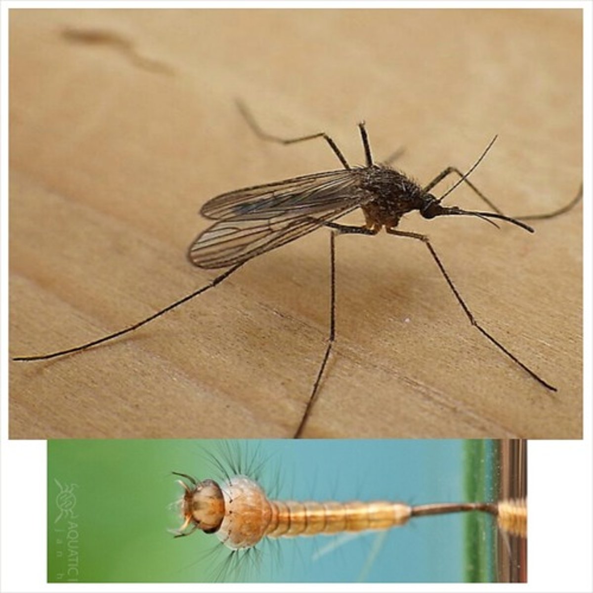 <p>Scaled wings, male antennae feathery, female antennae sparsely hairy, wings folded at rest, males don't bite, vectors: malaria. yellow fever. west nile virus. filariasis, larvae (Wiggler): live in quiet bodies of water, feed on microbes, 4 instars,</p>