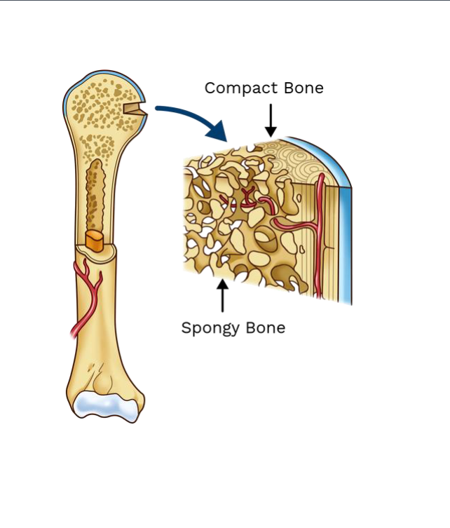 <p>Cortical Bone: Compact Bone</p><p>Trabecular bone: Spongy Bone</p>