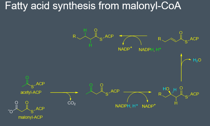 <ul><li><p>malonyl ACP and acetyl ACP are condensed together to produce a dicarbonly compound and </p></li><li><p>then the dicarbonly compound is taken and then reduced with NADPH this produces the corresponding hydroxy ACP derivative </p></li><li><p>then water is eliminated </p></li><li><p>finally another molecules of NADPH is used to form the acp INTERMIDATE  </p></li><li><p>this can then react with another molecules of malonyl acp and continue the cycle </p></li></ul><p></p>