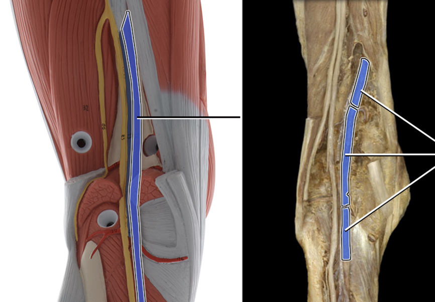 <p>supplies blood to knee</p>