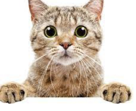 <p>What is the host for <span><span>Toxoplasma?</span></span></p>