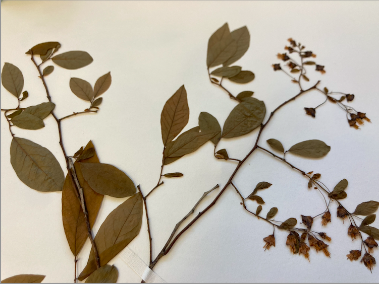 <p>Family + Genus?</p>