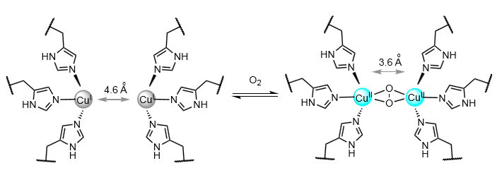 <p>O<sub>2</sub> transport in arthropods and molluscs.</p><p>O<sub>2</sub> binds <span><span>η</span><sup><span>2</span></sup><span>η</span><sup><span>2</span></sup><span>.</span></span></p><p><span><span>Colourless to blue.</span></span></p>