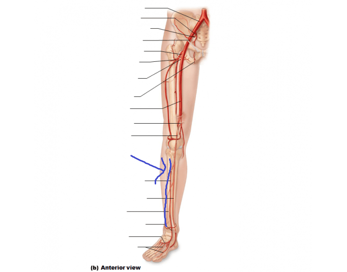 <p>bracnh of the popliteal artery that says on the posterior aspect and follows the fibula (lateral side)</p>