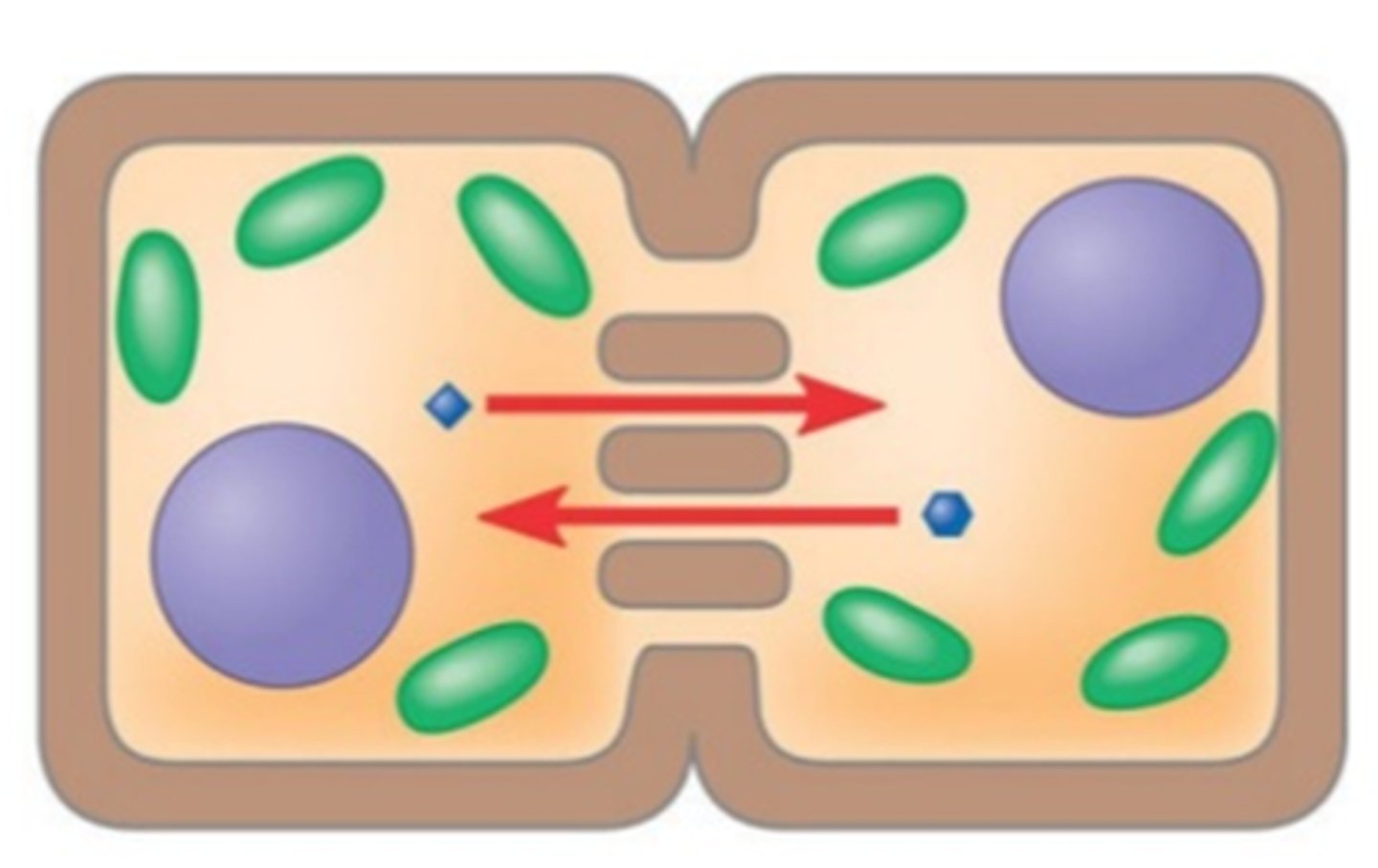 <p>channels through cell walls of plants that connect the cytoplasms of adjacent cells, allow water & solutes to move between cells</p>