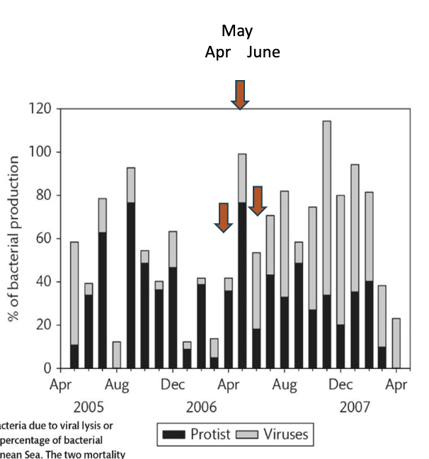 <p>The graph below shows mortality of bacteria due to viral lysis or protist grazing, expressed as a percent of bacterial production lost due to bacteria death. Of the months listed below (April, May, or June 2006), in which month did viral lysis have a larger impact than did protist grazing?</p>