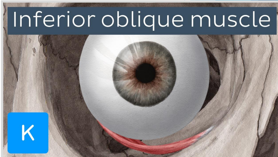 <p>Anterior orbit (From maxilary bone)</p><p>Only EOM to have its origin in anterior orbit</p>