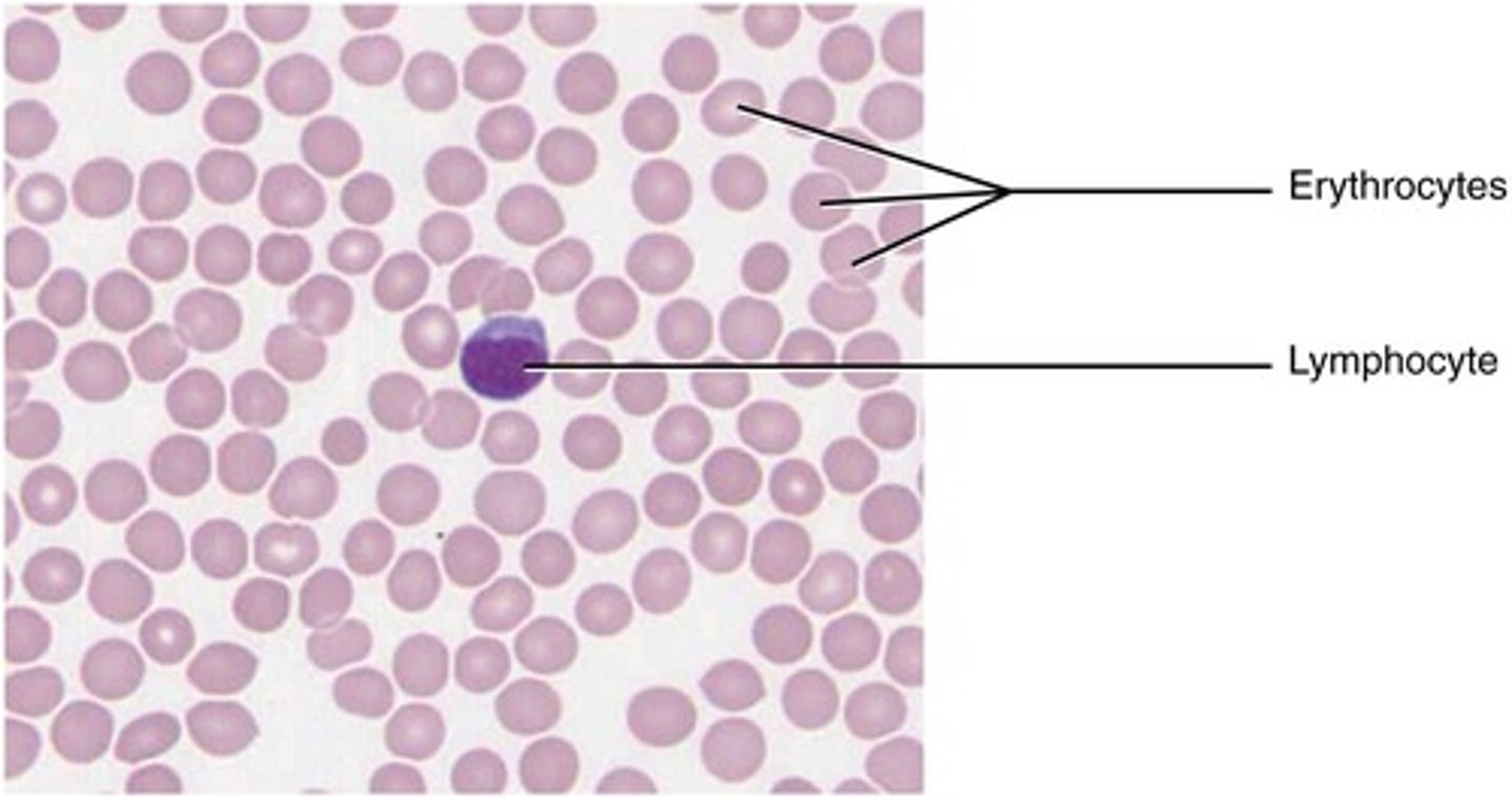 <p>Includes blood and lymph for transport.</p>