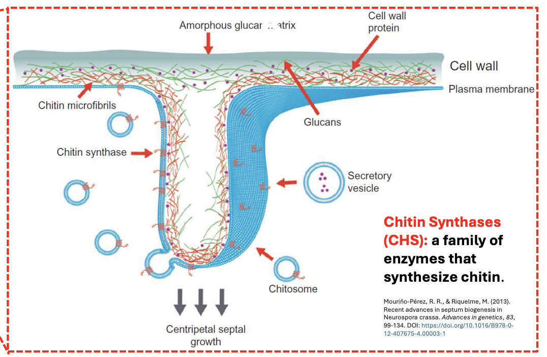 <p><strong>FALSE</strong></p><p>Chitosomes are responsible for transporting <u>chitin synthases</u> to the plasma membrane during septum formation.</p>