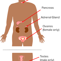 <p>Name the glands in the endocrine system that you’re expected to know.</p>