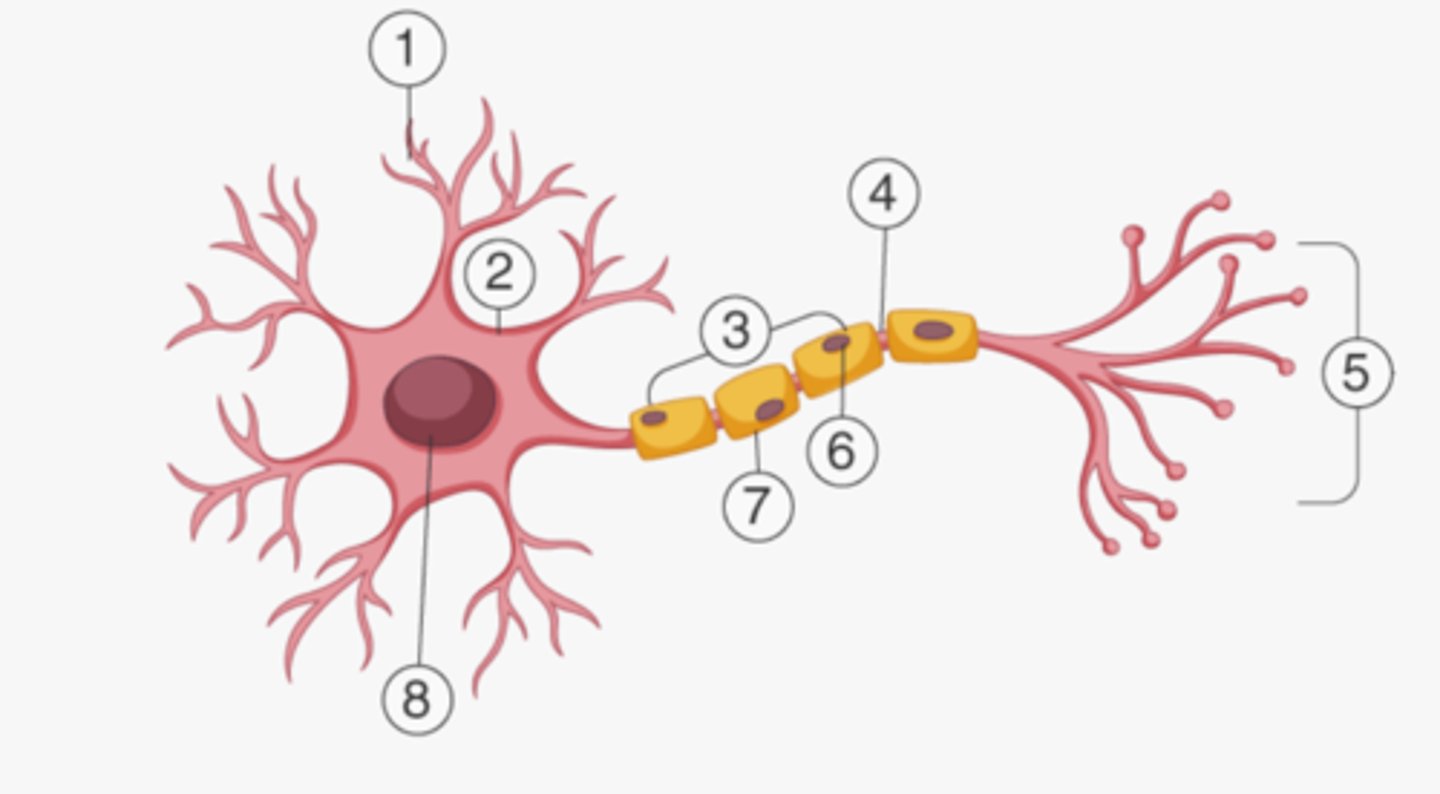 <p>dendrite</p>