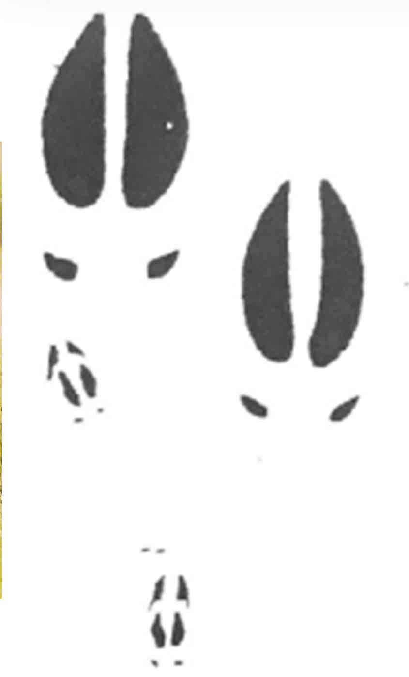 <p>What foot print is this?</p>