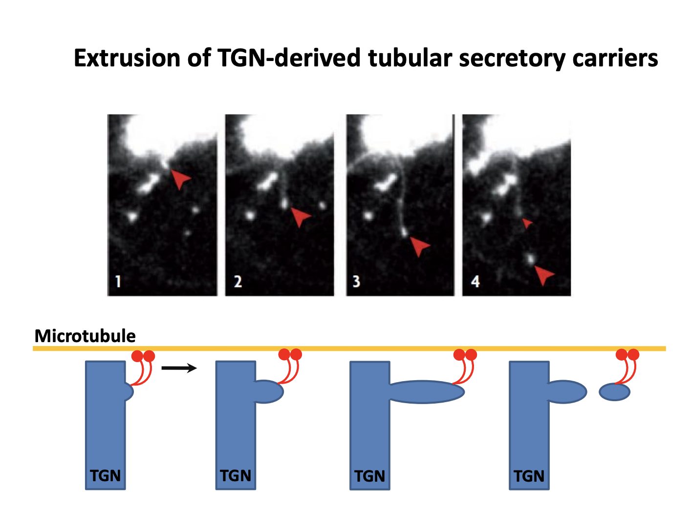 <ul><li><p><strong>Tubular carriers</strong> are <strong>pulled</strong> out of the TGN by <strong>molecular motors </strong>on microtubules</p></li><li><p><em>do not know about protein coat or other details</em></p></li></ul><p></p>