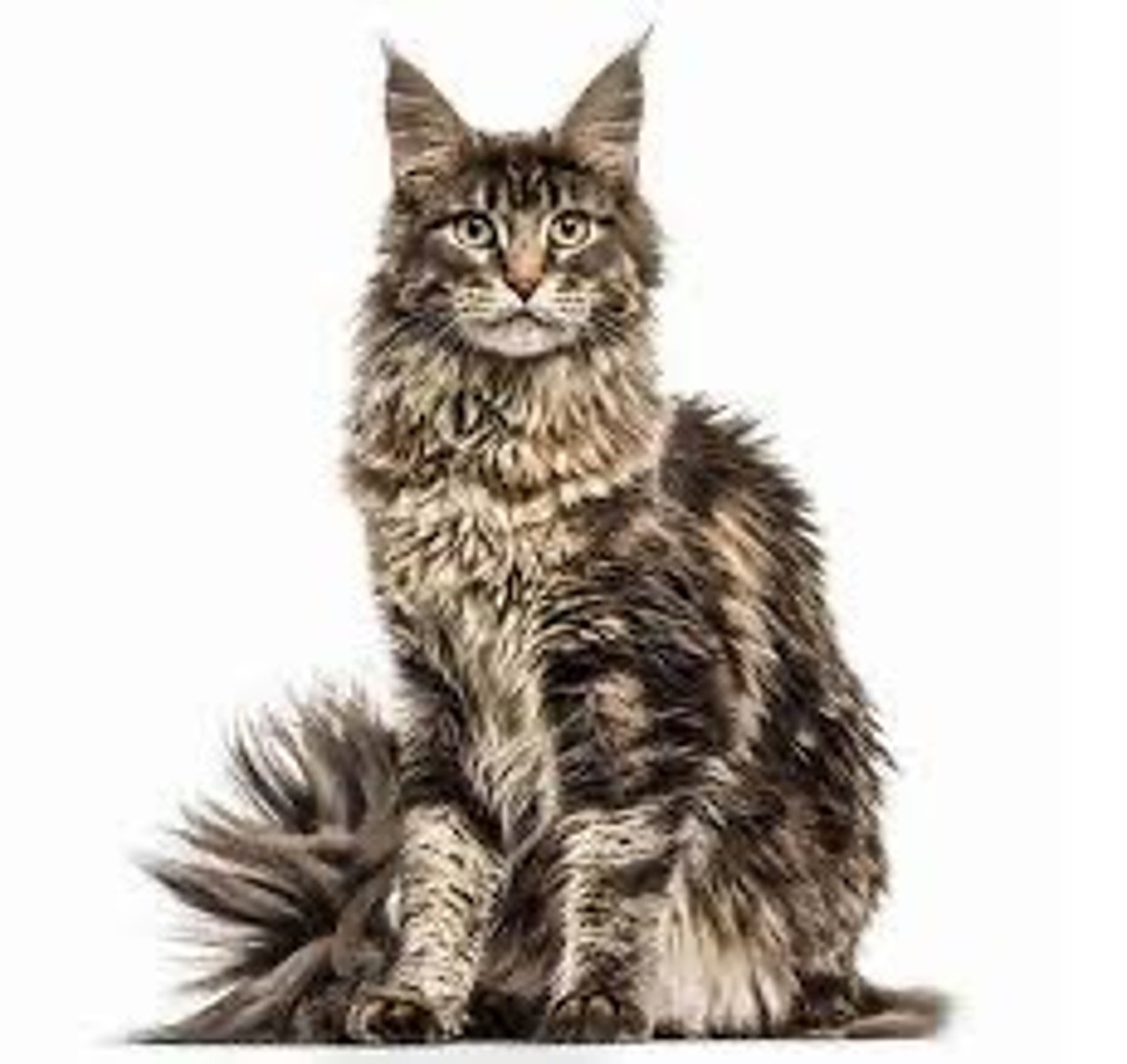 <p>De oorspronkelijke natuurrassen</p><p>boos + lynxpluimen</p>