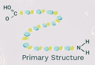 <p>primary structure</p>