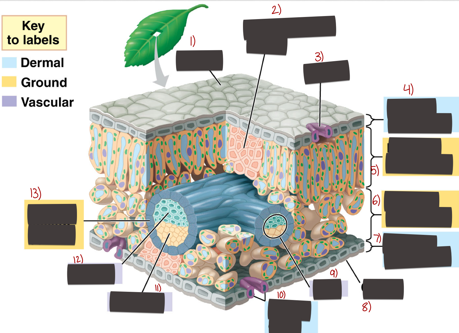 <p>Parts of a leaf</p>