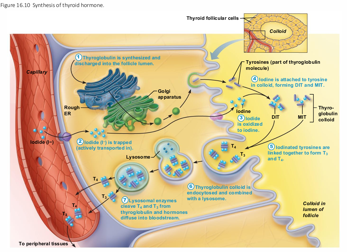 <ul><li><p>Thyroid gland stores hormone extracellularly</p></li><li><p>Thyroglobulin synthesized and discharged into&nbsp;<span style="background-color: transparent; font-size: 1.6rem;"><span>follicle lumen</span></span></p></li><li><p>Iodides (I–) actively taken into cell and released&nbsp;<span style="background-color: transparent; font-size: 1.6rem;"><span>into lumen</span></span></p></li><li><p>Iodide oxidized to iodine (I2),</p></li><li><p>Iodine attaches to tyrosine, mediated by&nbsp;<span style="background-color: transparent; font-size: 1.6rem;"><span>peroxidase enzymes</span></span></p></li><li><p> Iodinated tyrosines link together to form T<sub>3</sub> and&nbsp;<span style="background-color: transparent; font-size: 1.6rem;"><span>T</span><sub><span>4</span></sub></span></p></li><li><p>Colloid is endocytosed and vesicle is combined&nbsp;<span style="background-color: transparent; font-size: 1.6rem;"><span>with a lysosome</span></span></p></li><li><p>T<sub>3</sub> and T<sub>4</sub> are cleaved and diffuse into <span style="background-color: transparent; font-size: 1.6rem;"><span>bloodstream</span></span></p></li></ul><p></p>