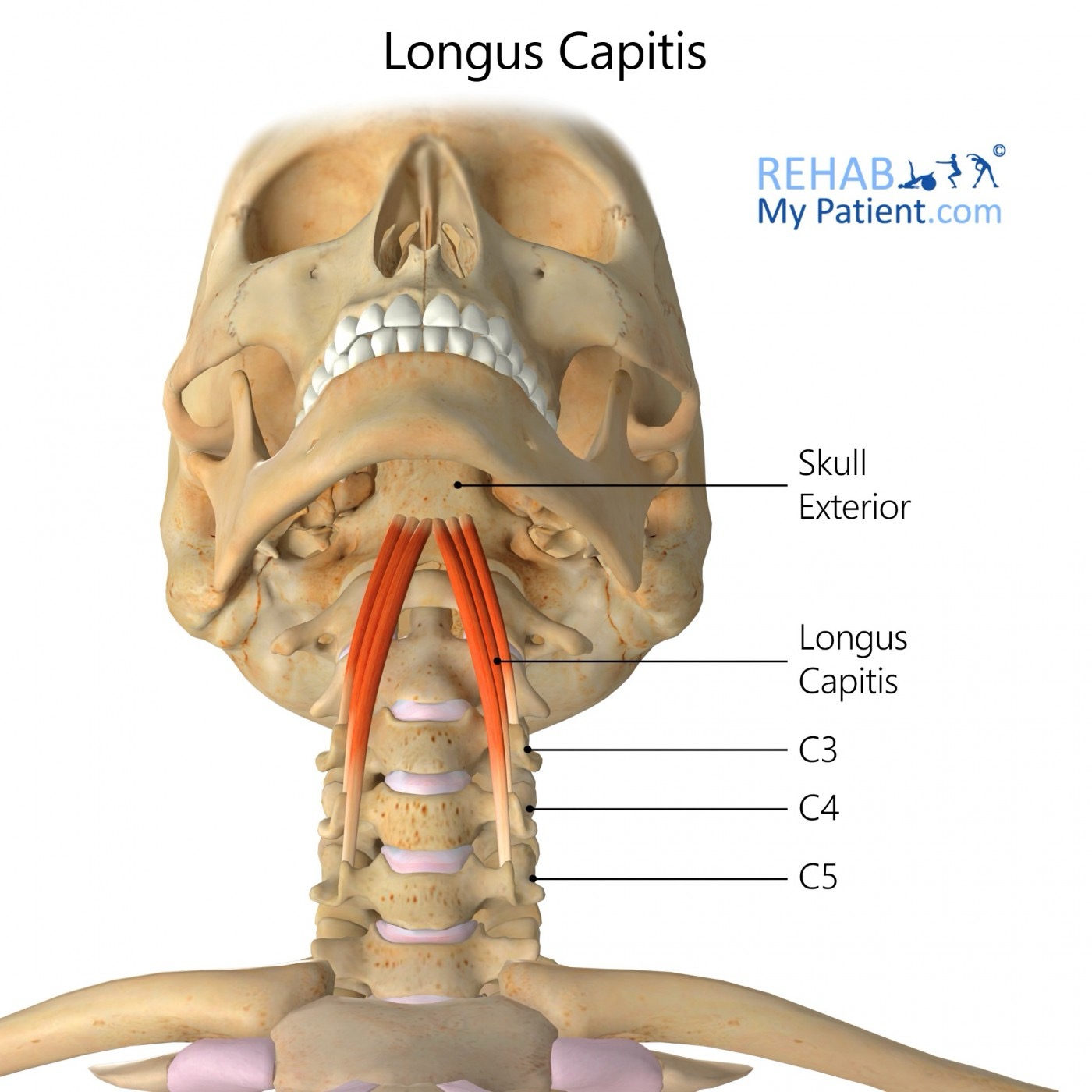 <p>longus capitis action/function </p>