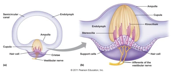 gelatinous structure in the crista ampullaris that moves when hair cells around is move from changes in velocity of rotational movement 