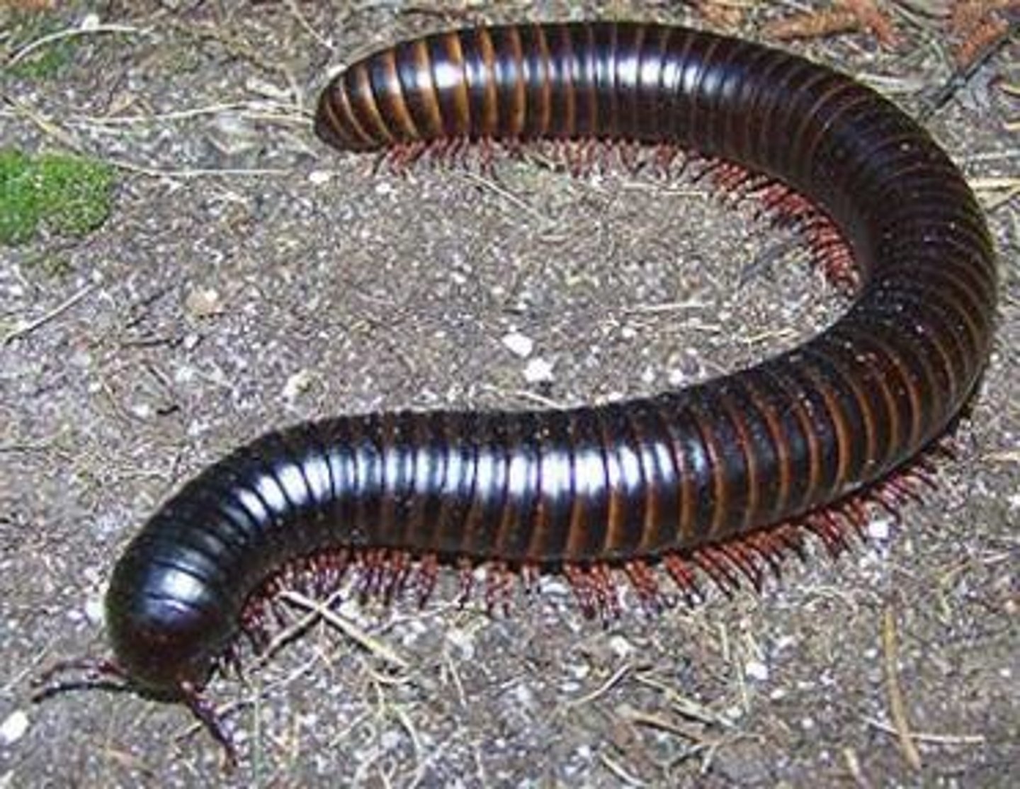 <p>Class of millipedes</p>