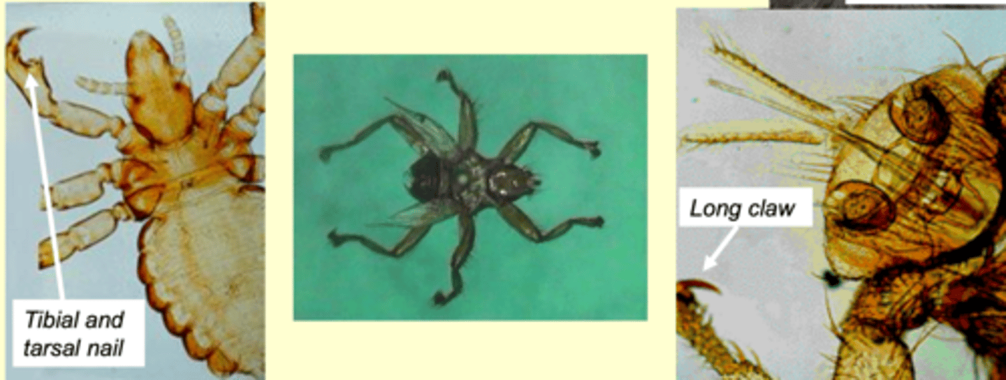 <p>what are these morphological adaptations for?</p>