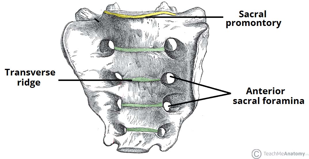 separate vertebrate fused together to form one bony sacrum