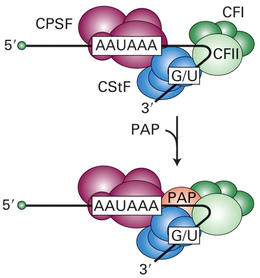 <p><strong>Poly(A) polymerase (PAP)</strong></p><p><strong>Subsequent cleavage occurs exposing an OH group </strong><span style="color: green;"><strong>which initiates the addition of adenine residues to the 3' end of the mRNA. </strong></span></p><img src="https://knowt-user-attachments.s3.amazonaws.com/0f34e955-7194-459b-9e4e-1869a41e92e3.png" data-width="50%" data-align="center"><p></p>