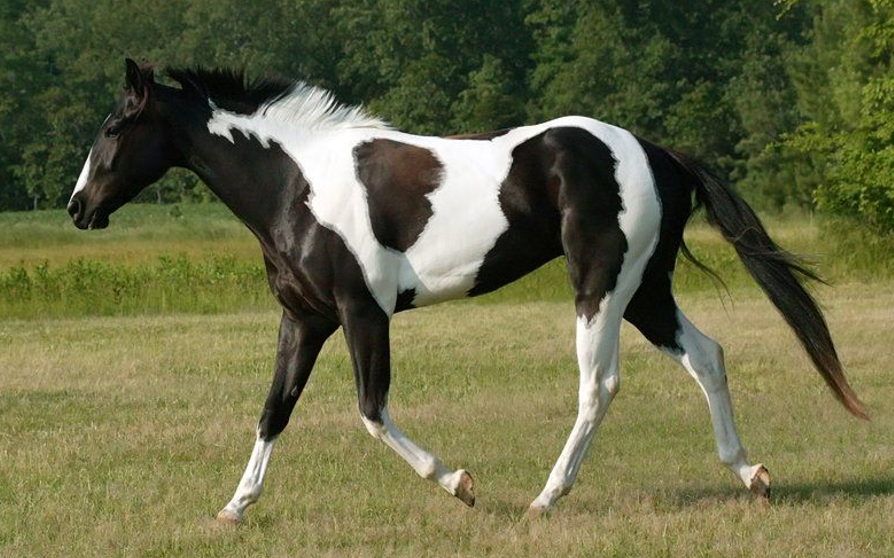 <p>What breed (pattern) is this horse?</p>