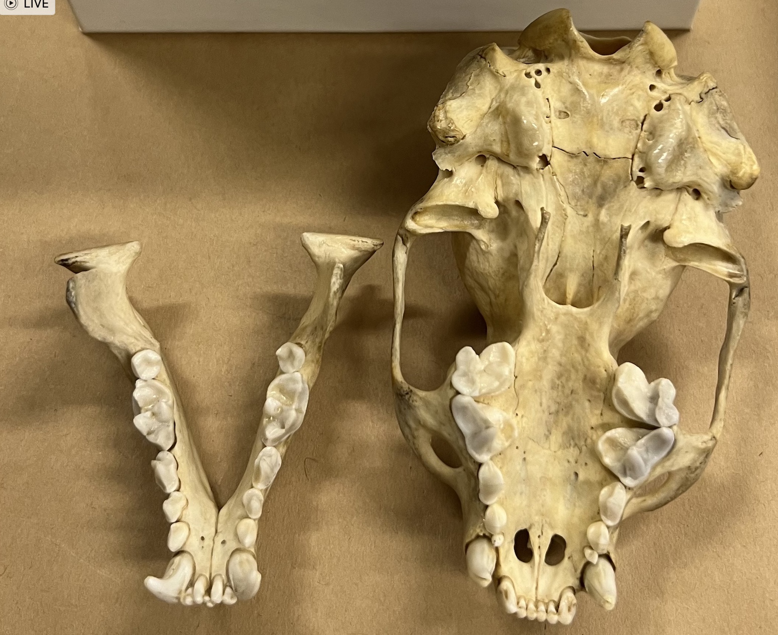 <p>Genus and species?</p>