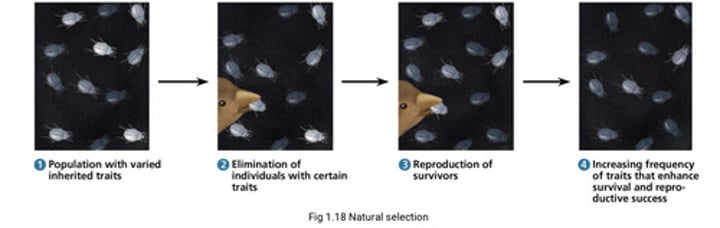 <p>The adaptation of populations to their environment. Under natural selection the environment "selects" for adaptive traits (beneficial traits)</p>