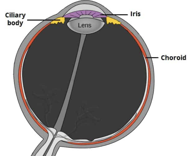 <p>vascular layer of the eye (components + functions)</p>