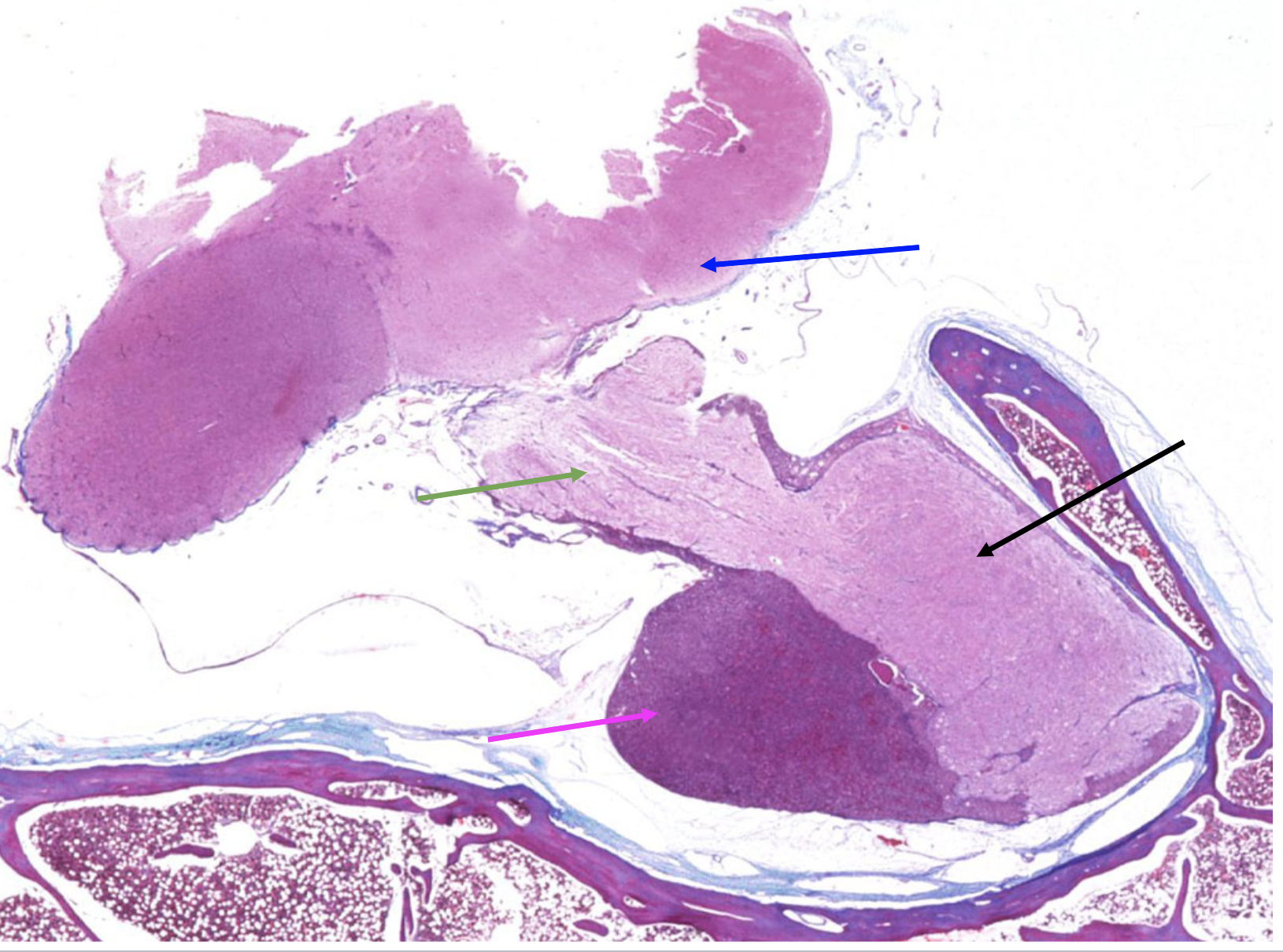 What is indicated by the purple arrow?