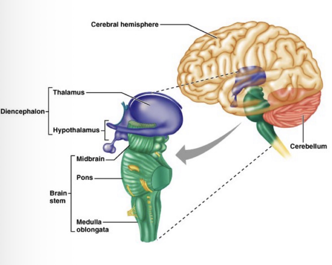 <p><u>Cerebellum</u></p><p>Key roles</p>