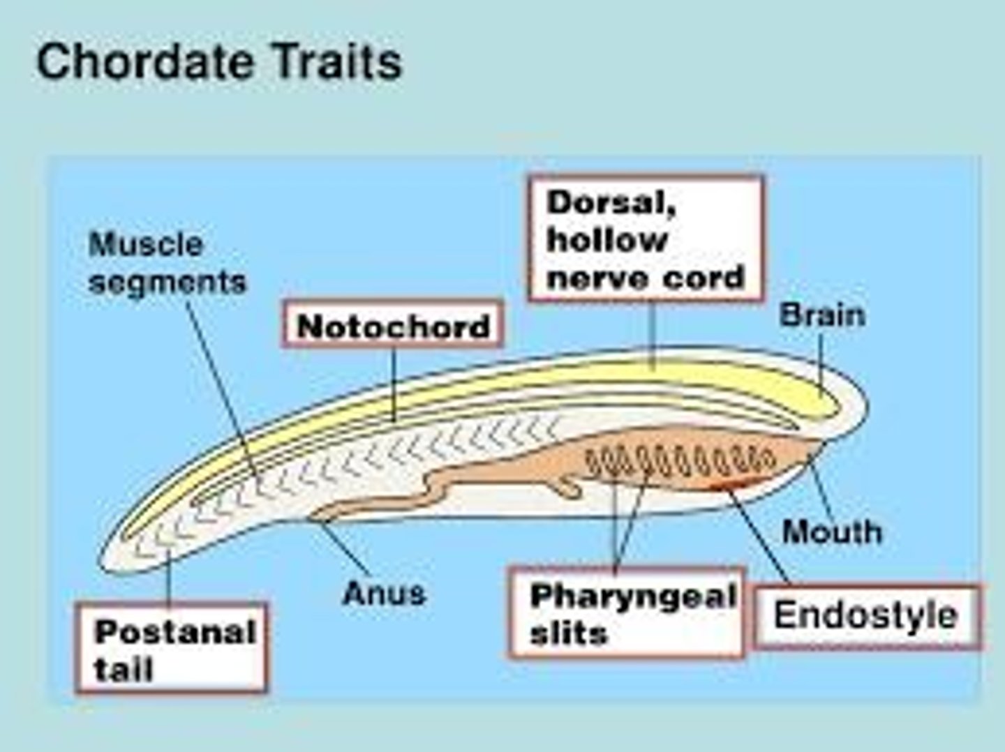 <p>A hollow tube derived from ectoderm that runs from anterior to posterior and develops into the brain and spinal cord.</p>