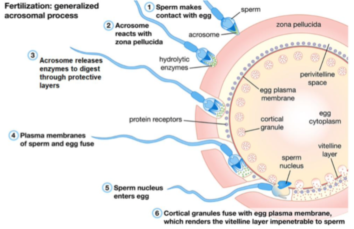 <ul><li><p>Occurs in the fallopian tube (within 24 hours of ovulation)</p></li><li><p>Millions of sperm are released in ejaculation, but majority do not survive the acidic environment of the vagina, the female’s immune system, or go the wrong way</p></li><li><p>Only a few dozen make it to the egg</p><ul><li><p>The acrosome releases enzymes to digest the jelly-like coating surrounding the egg</p></li><li><p>The sperm membrane fuses with the eff membrane ant the sperm nucleus enters the egg</p></li></ul></li><li><p>One sperm cell will be able to penetrate the egg</p><ul><li><p>The moment it does, the egg secretes substances which inhibit any other sperm from entering</p></li></ul></li><li><p>The egg undergoes meiosis II and releases a polar body</p></li></ul><p></p><ul><li><p>The sperm nucleus (n) and the egg nucleus (n) merge to form a zygote (2n)</p><ul><li><p>Zygote = First single cell of new life</p></li></ul></li></ul>