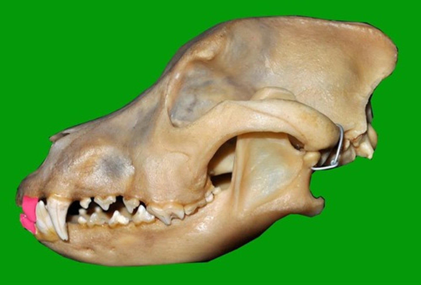 <p>Identify the type of teeth shaded.</p>