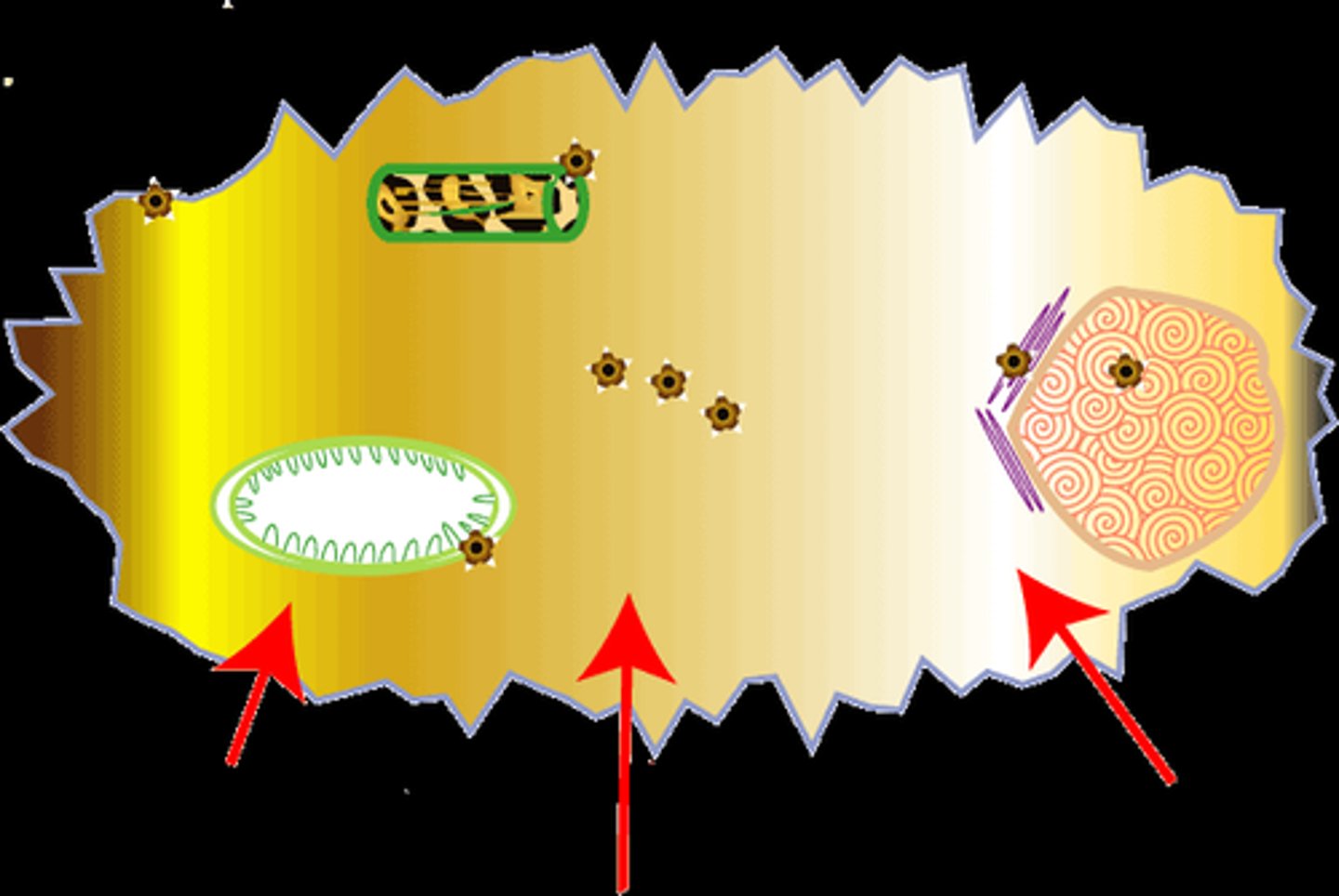 <p>Jelly-like fluid that fills space between organelles. Provides an aqueous environment for cellular chemical reactions</p>