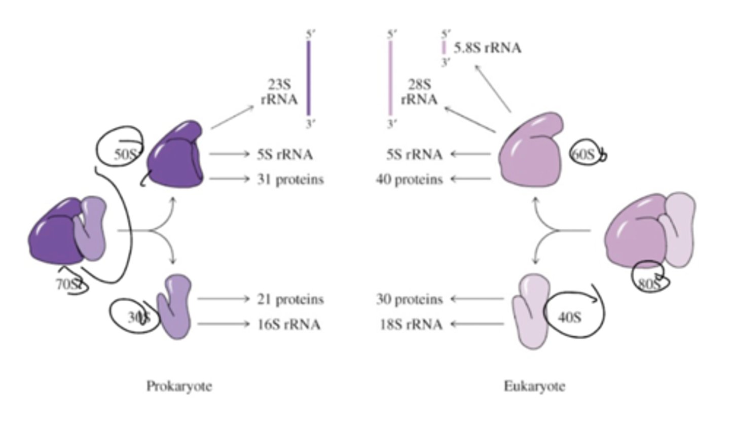<p>In prokaryotes, 30S ribosome binds to region of mRNA (Shine-Dalgarno) upstream of initiation sequence. The S-D also binds complementary base sequence at the 3' end of the 16S rRNA (double-stranded RNA structure binds to mRNA to ribosome.</p>