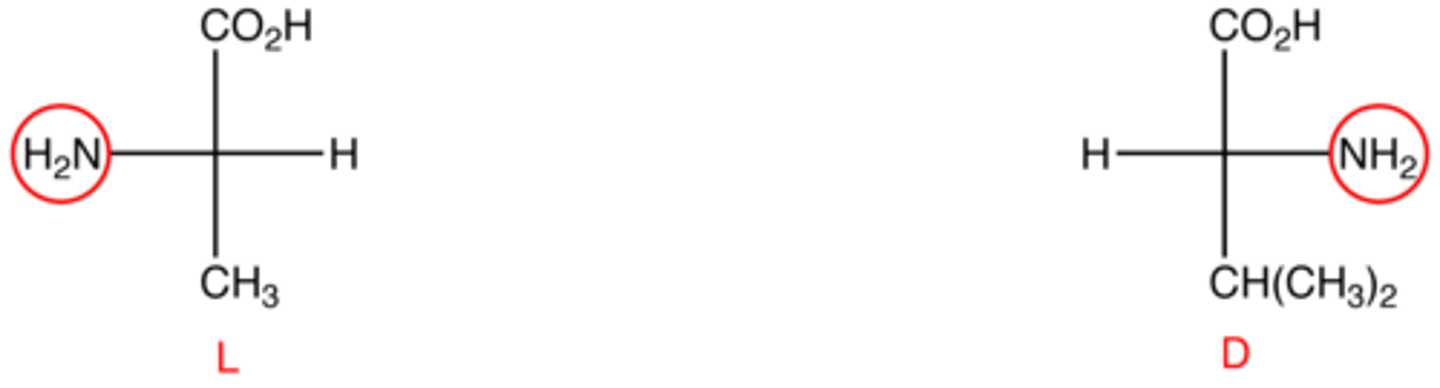 <p>L-amino acid has an amino group shown on the Left side in a Fischer projection while the D-amino acid has an amino group shown on the right side of a Fischer projection.</p><p>Horizontal bonds are pointing towards you and vertical bonds are pointing away from you.</p>