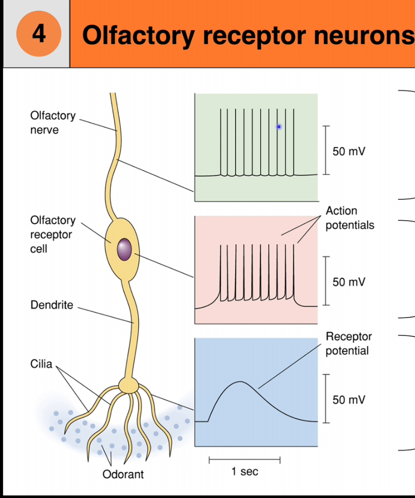 <p>Transduction: Olefactory</p>