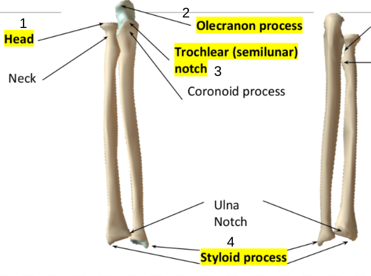 <p>Radius and Ulna</p>