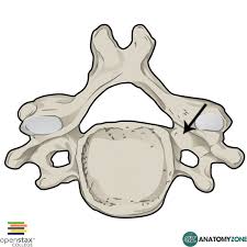 <p>bone marking?</p>