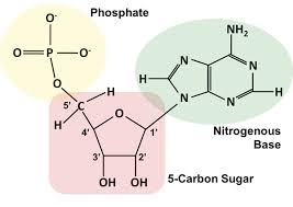 <p>covalently attached to the <strong><u>1’ carbon</u></strong>; include purines and pyrimidines</p>