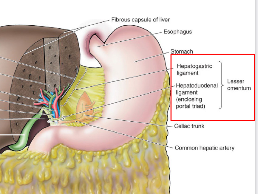 <p><span style="color: rgb(0, 0, 0)">Mesentery extending between the liver and the lesser curvature of the<br>stomach and proximal 1st part of duodenum</span></p>